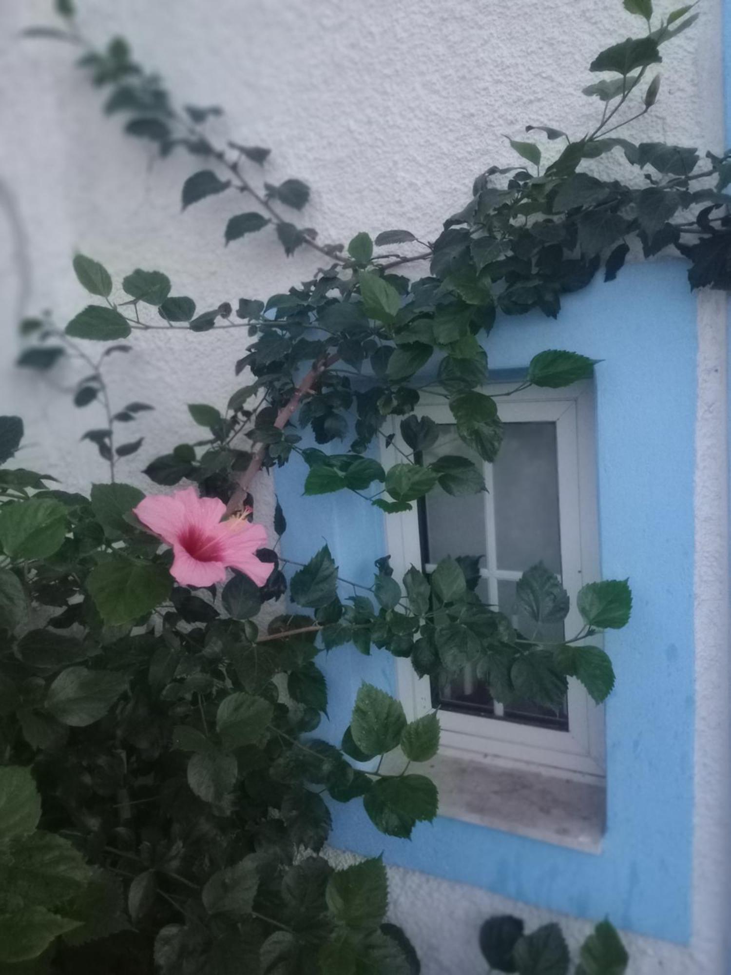 Blue Dolphin Studios And Apartment Vagia  Bagian luar foto